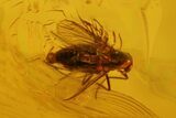Fossil Flies (Diptera) and a Spider (Araneae) In Baltic Amber #150702-3
